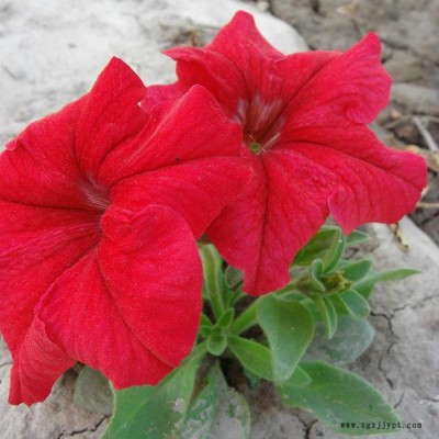 藍翔園藝 Pet06   供應花壇種子鮮紅**矮牽牛F1.種子、種苗、花卉