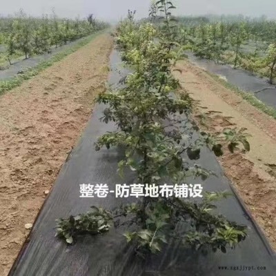 果園防草布_葡萄園防草布_無花果防草布