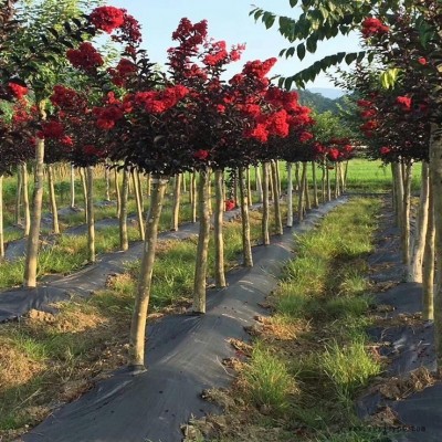 1.5米寬防草布價格 山東編織防草布廠家批發 除草布 防草地布